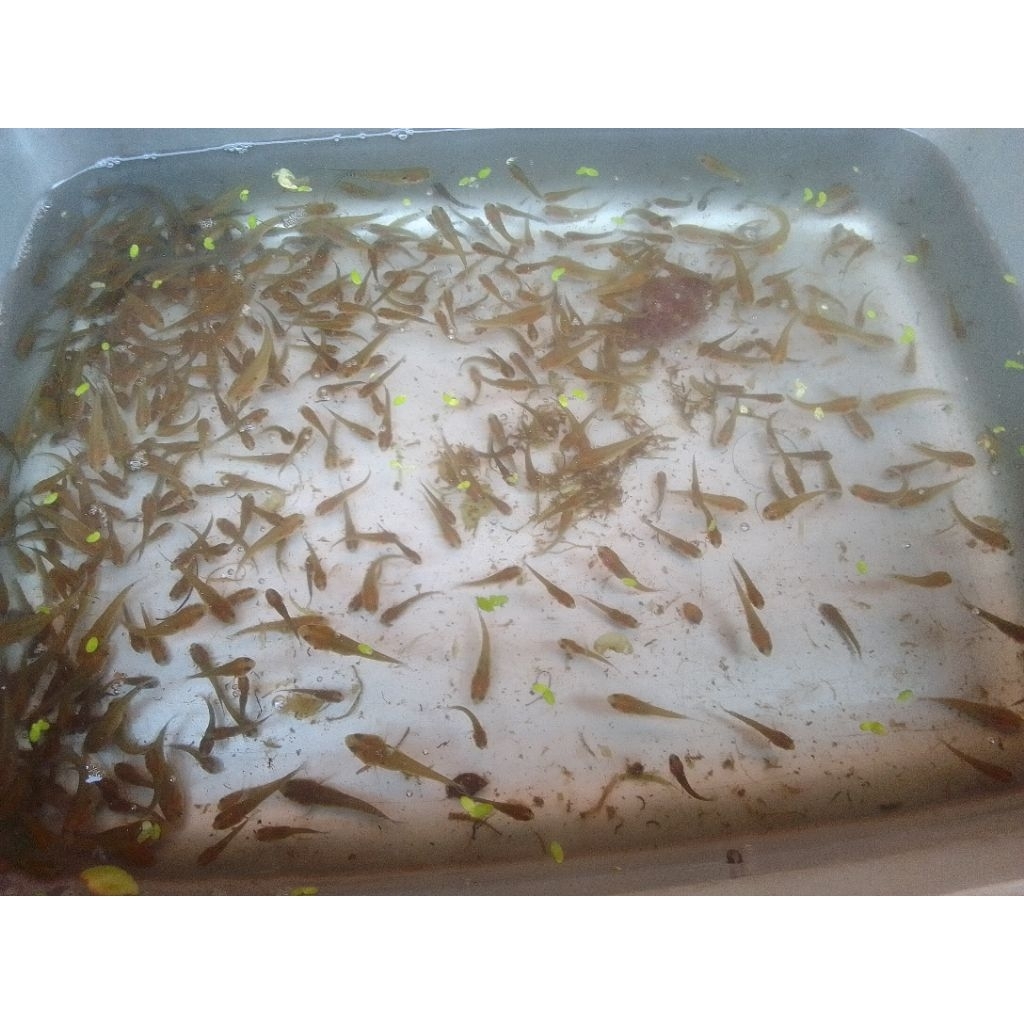 hiasan aquarium baby channa Asiatica RSWS