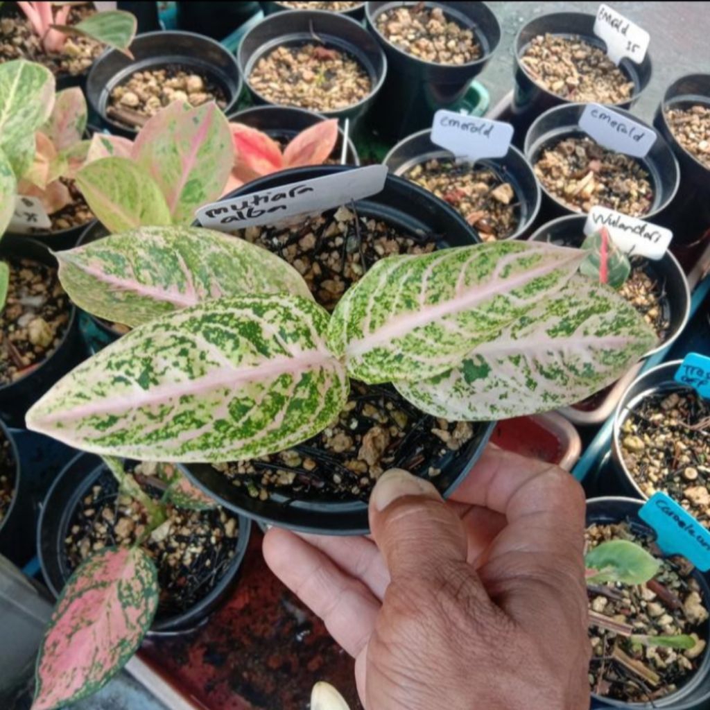 aglonema mutiara alba tanaman hias