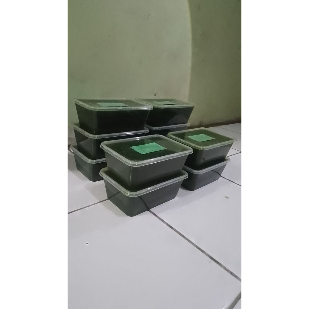 

cincau hijau organik