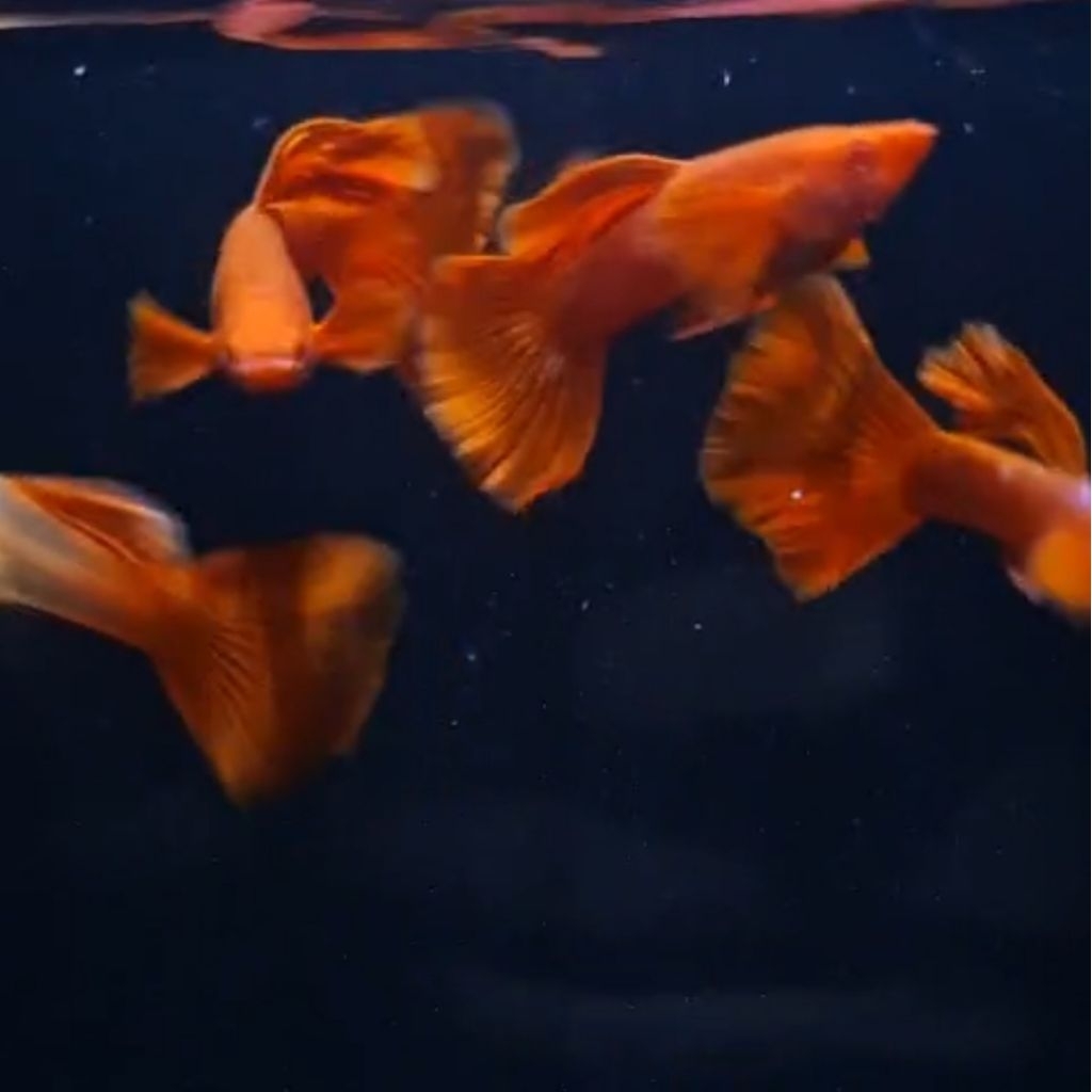 Guppy AFR Albino Full Red - Red Ear | Grade A+ | Hiasan Akuarium