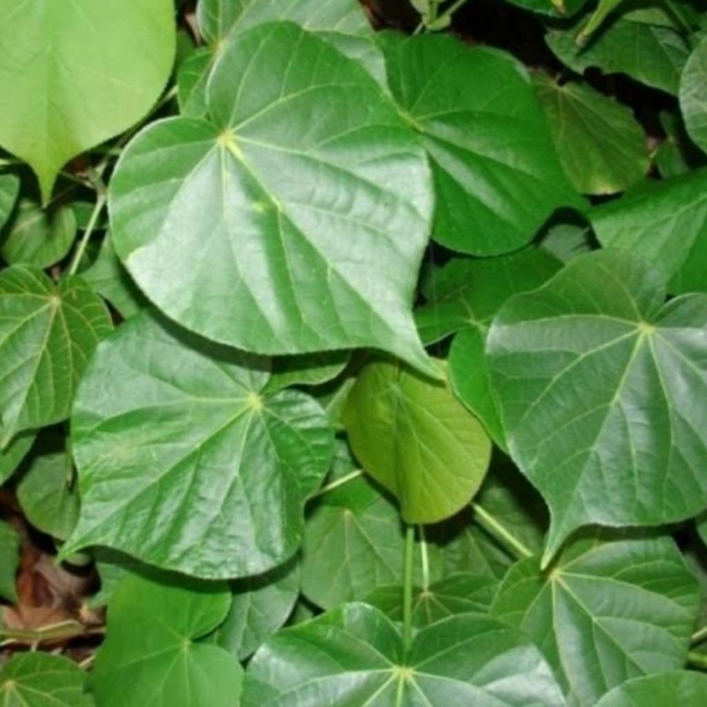 

daun waru segar/500 gram