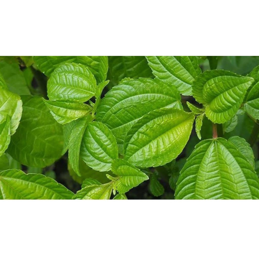 

daun pohpohan langsung di petik /500 gram