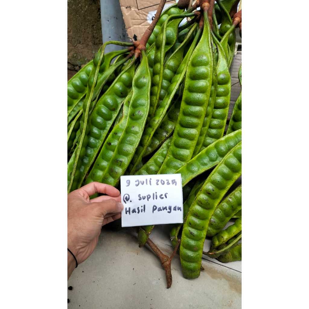 

PETE/PETAI PADI PER 1 PAPAN LONJOR TUA SUPER FRESH SEGAR