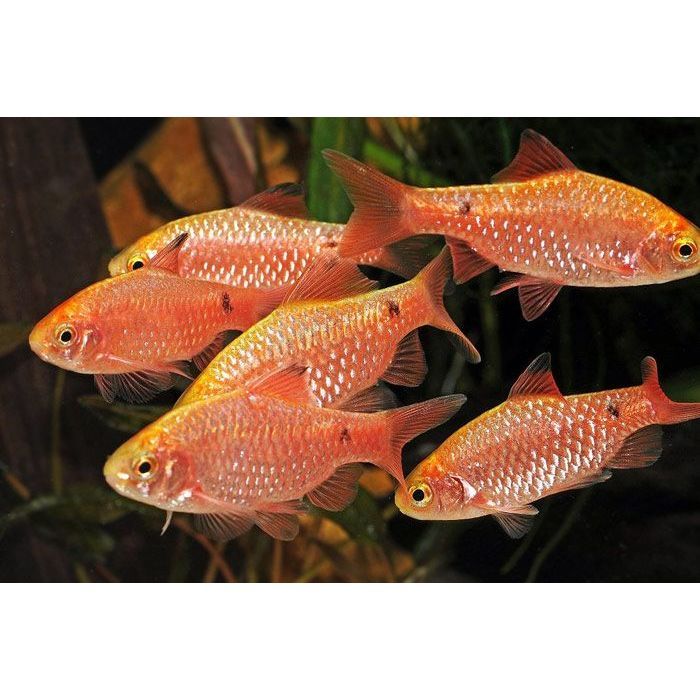 ikan hias chery barb / barbir / BARBIR ROSY Aquarium Aquascape