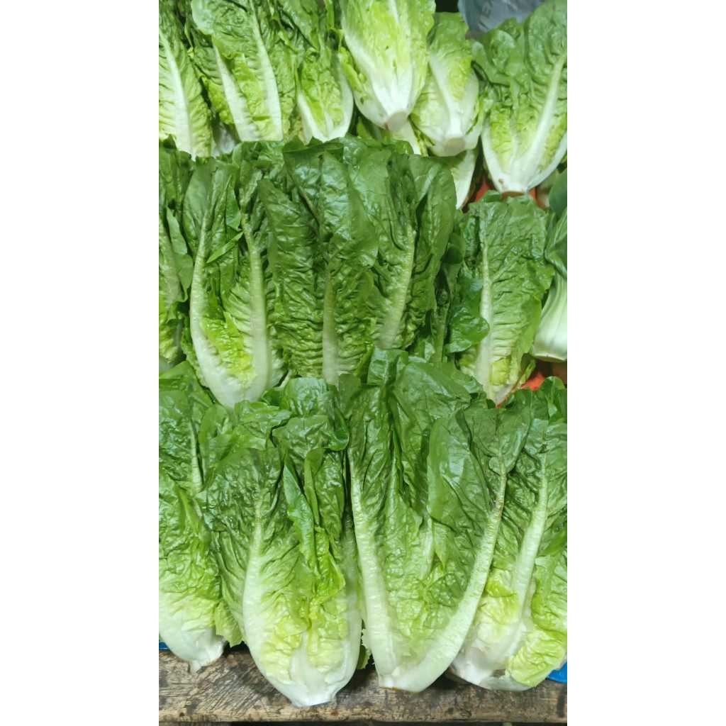 

Romaine Segar