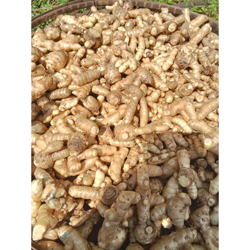 

temu kunyit putih fresh 1 kg