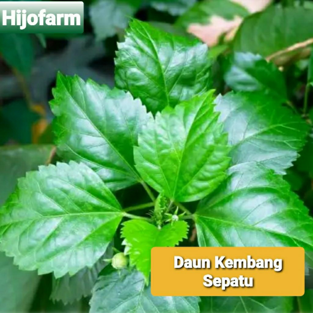 

Daun Kembang Sepatu Segar 100 Gr