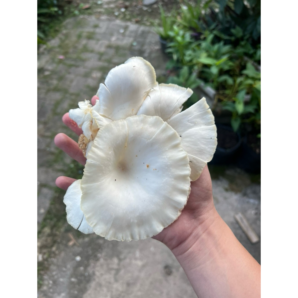 

Jamur Tiram Segar 150gram