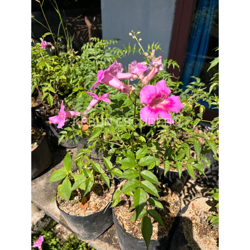 Tecomaria Pink - Tanaman Rambat Tecomaria Pink - Tanaman Hias Tecomaria Pink