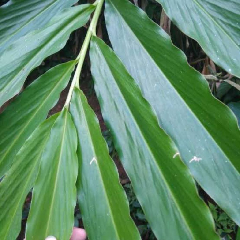 

daun kapolaga merah fresh