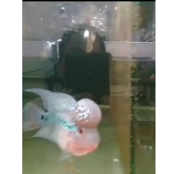 LOUHAN SRD JENONG UKURAN 3 JARI