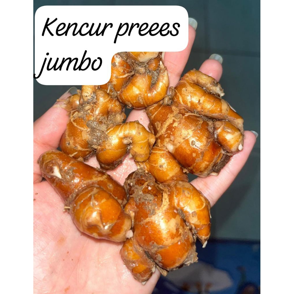 

jual kencur lokal kencur fress cikur seblak 1 kg