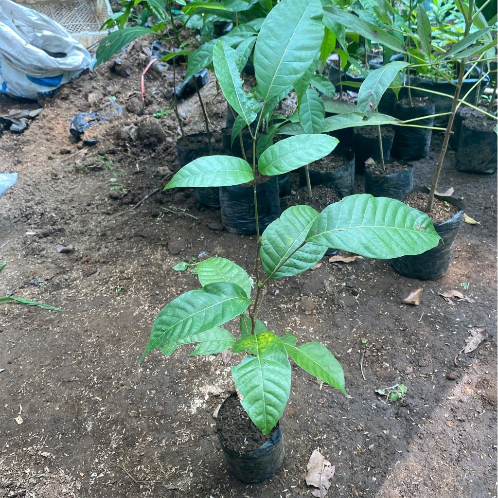 Bibit Pohon Kenari - Pohon Bibit Juglans - Tanaman Buah Kanari