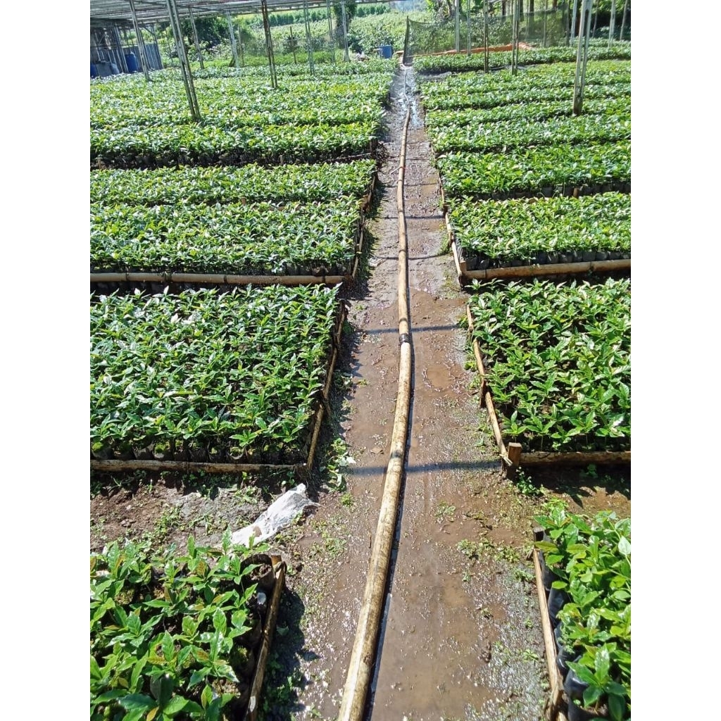 Bibit Kopi Ateng Super