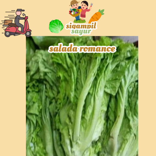 

salada romance organik seladah sayuran