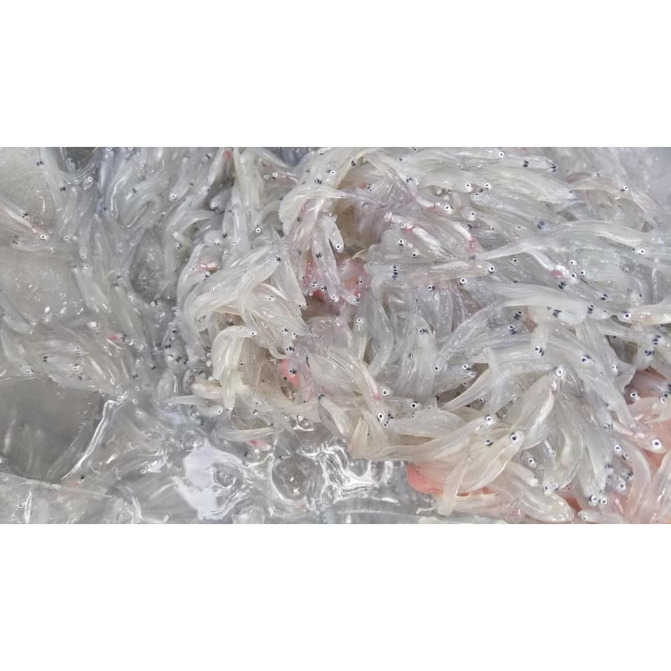 

Ikan Teri Basah Ikan Teri Nasi Ikan Teri Medan Ikan Teri Nasi Basah Segar MPASI 1Kg