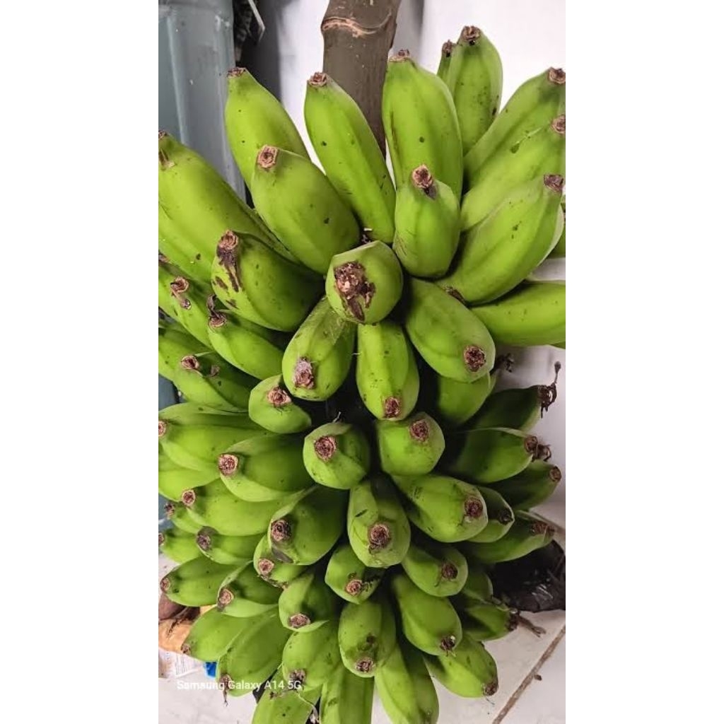 

pisang bogo 1 tandan