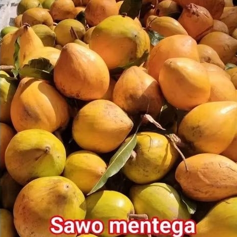 

buah alkesa 500gr/2kg Buah Alkesa/Sawo Mentega