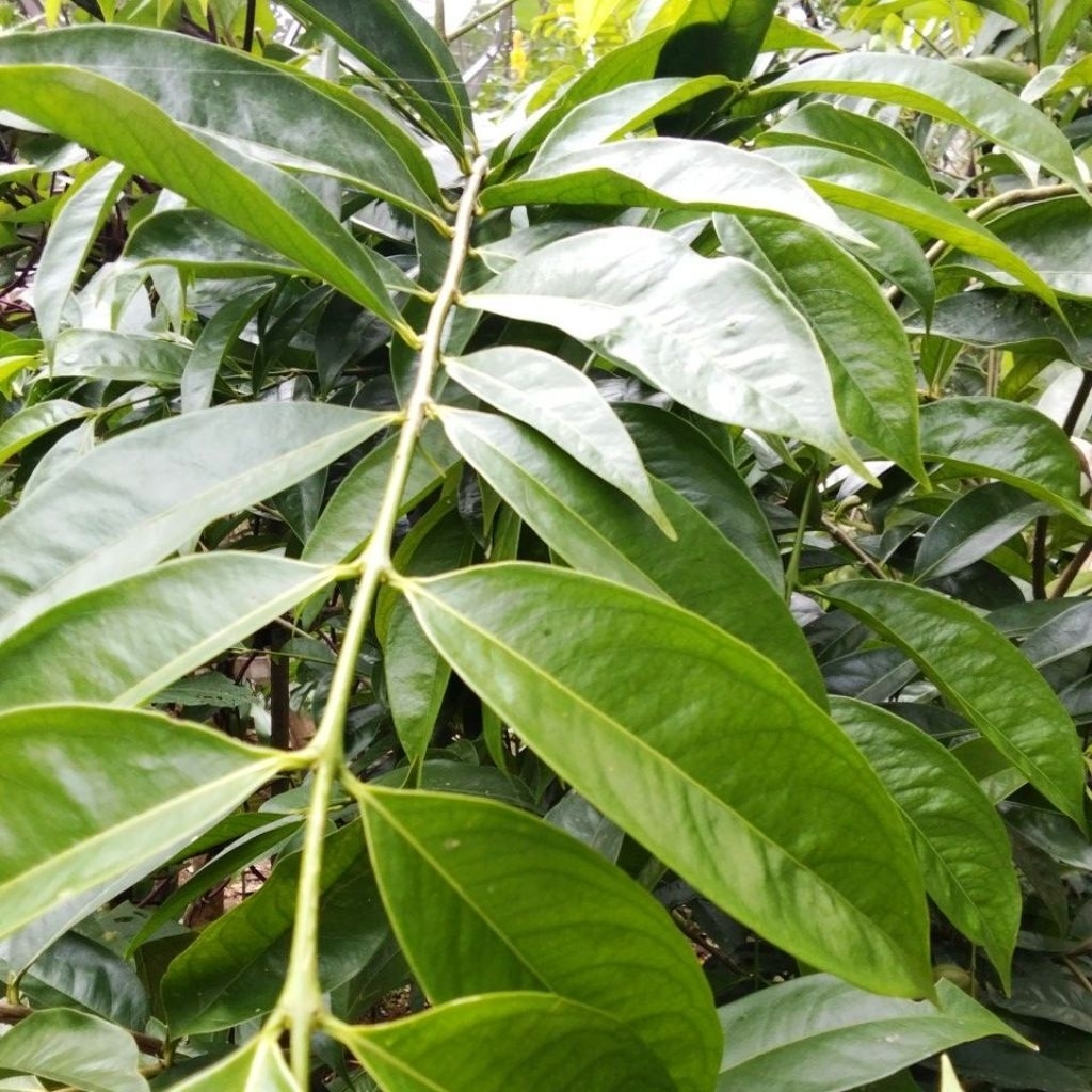 

daun mahkota dewa segar 100 lembar