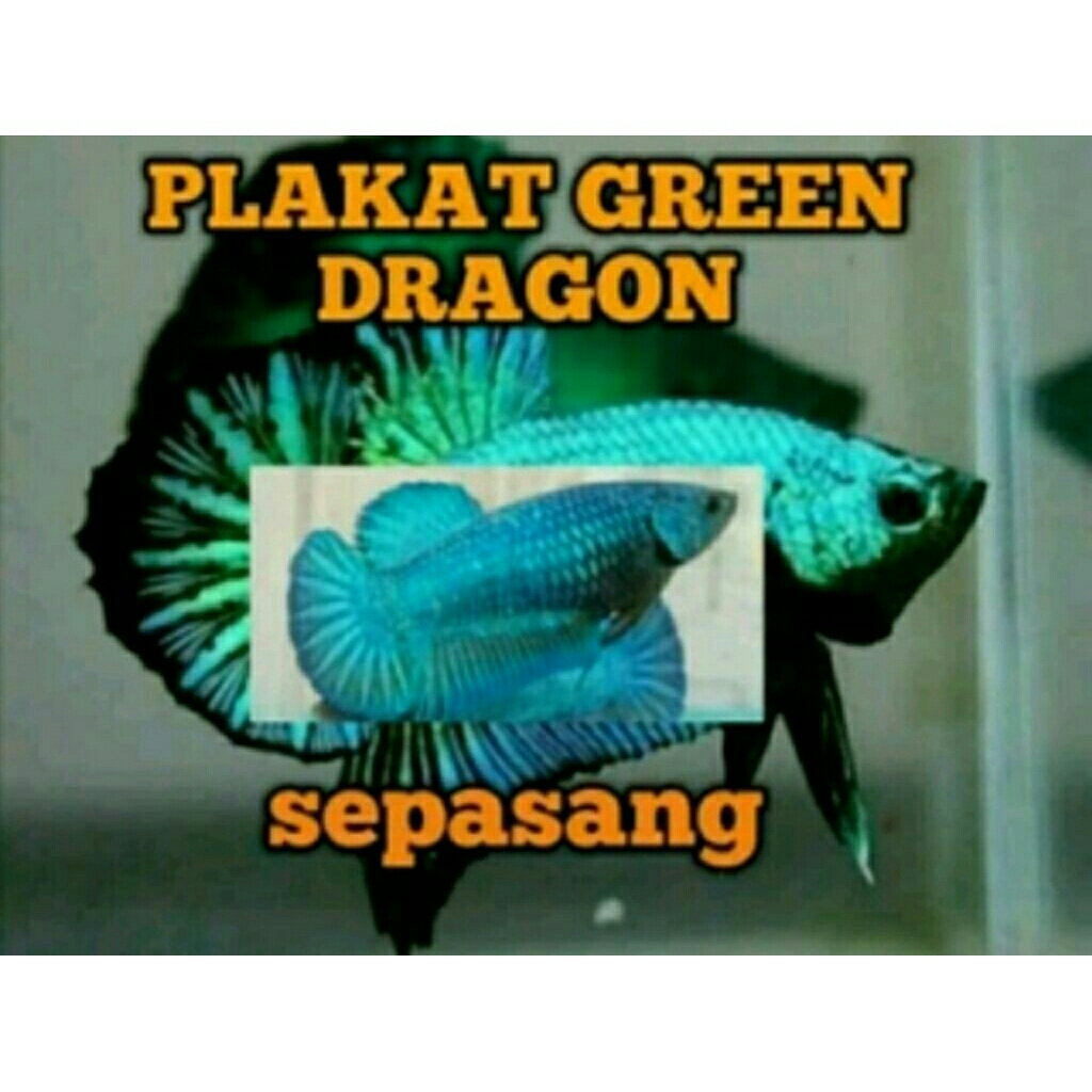 sepasang cupang plakat green dragon usia 4 bulan siap bred betina full telur