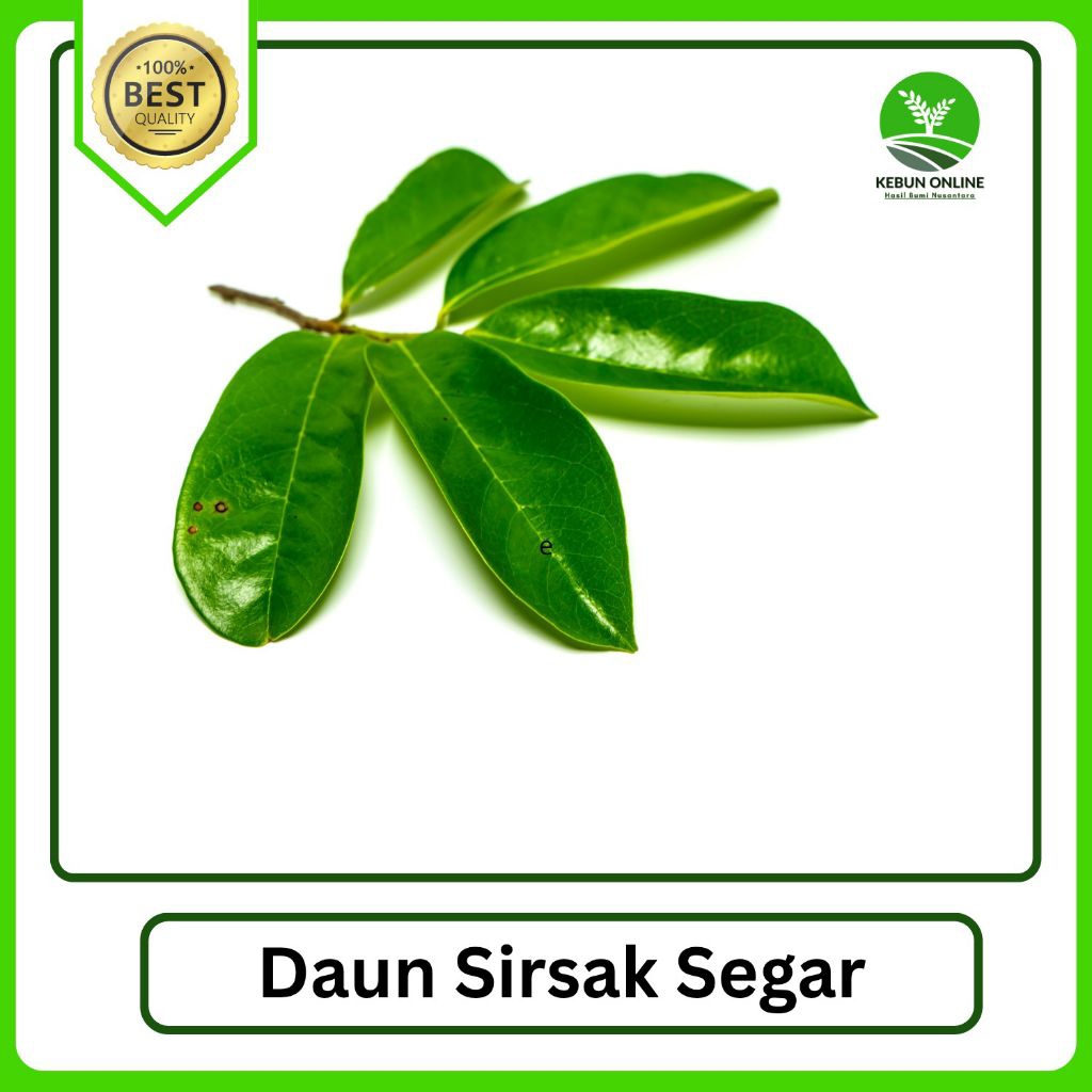 

Herbal Daun Sirsak Fresh [100g] COD