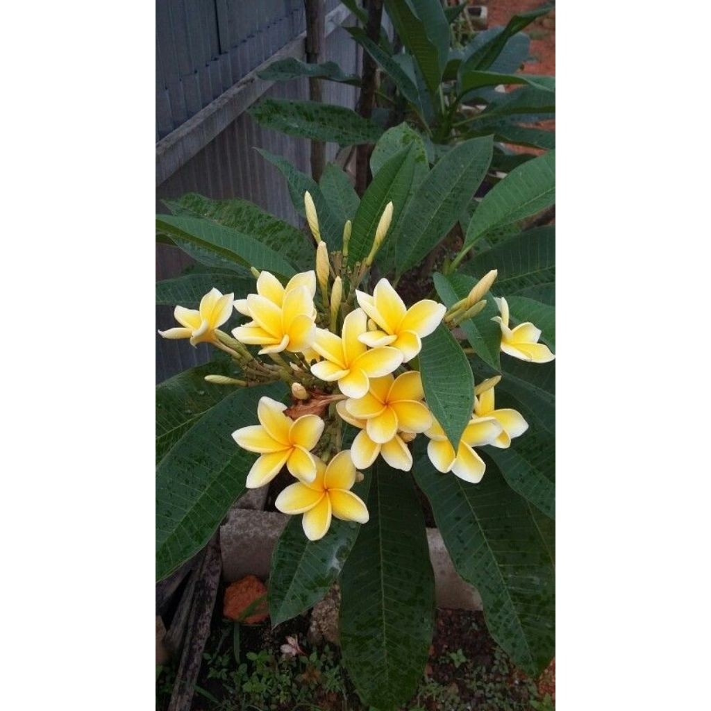 Kamboja bali bunga kuning ( sudah berakar ) / Pohon kamboja bali