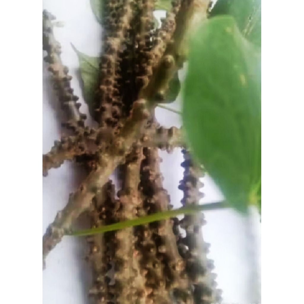 

bertawali Brotowali 150 gr