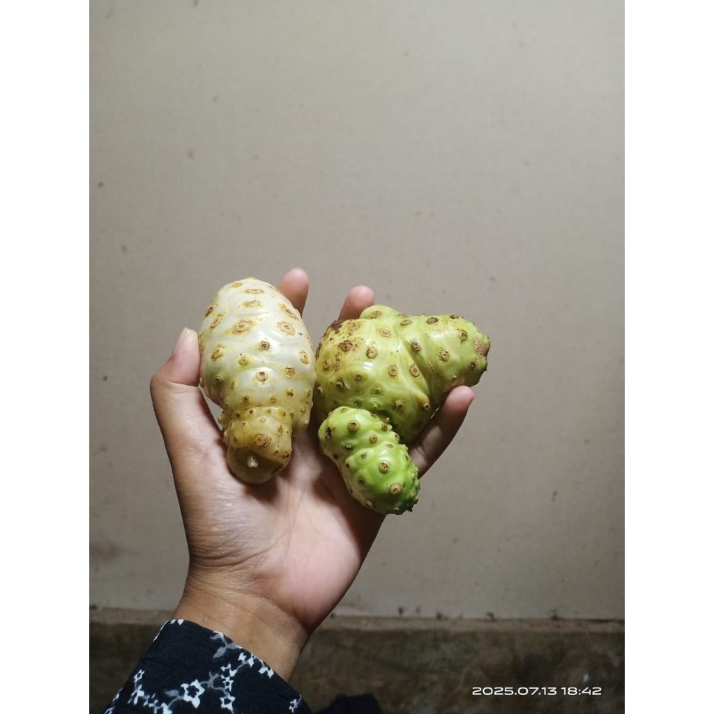 

buah mengkudu/cangkudu segar 500 gram