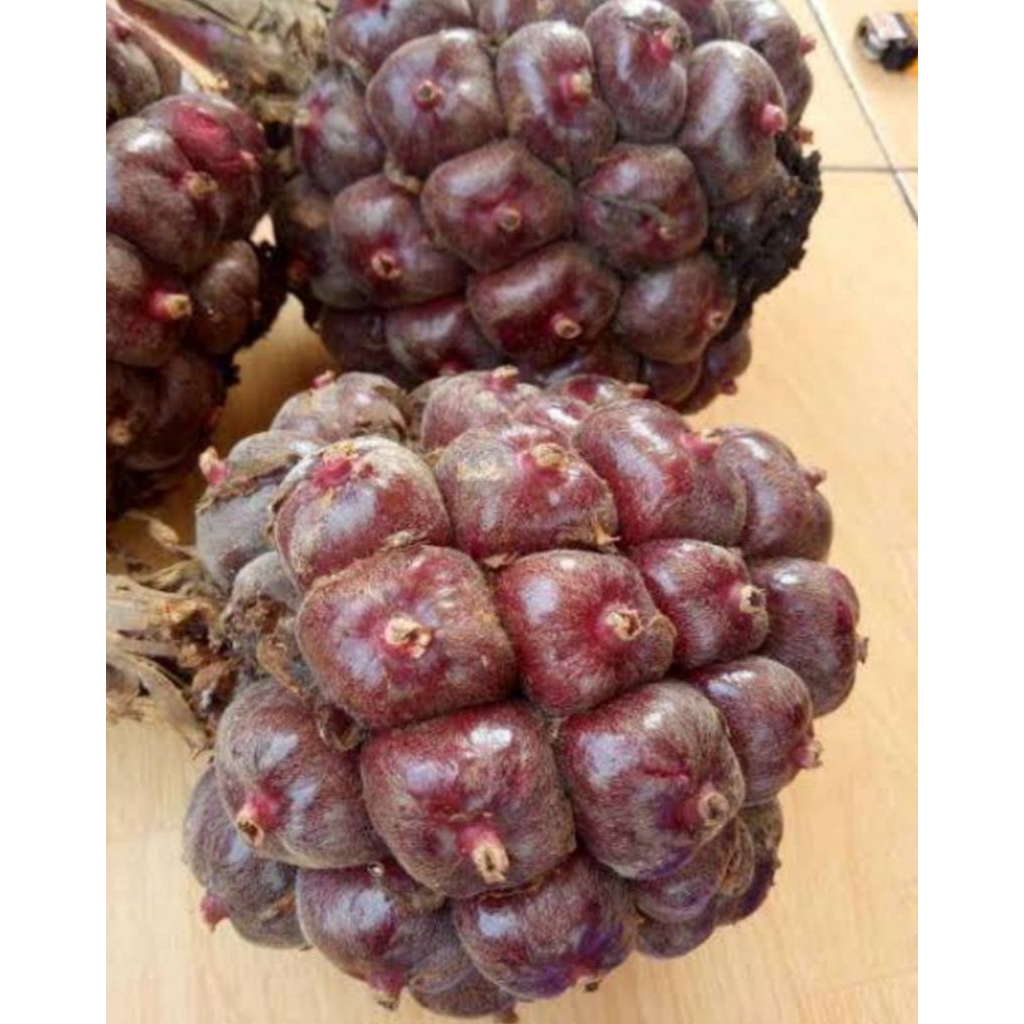 

honje laka segar 1kg