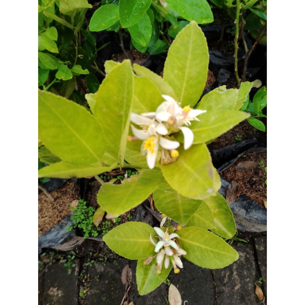 tanaman lemon lokal / bibit tanaman lemon lokal