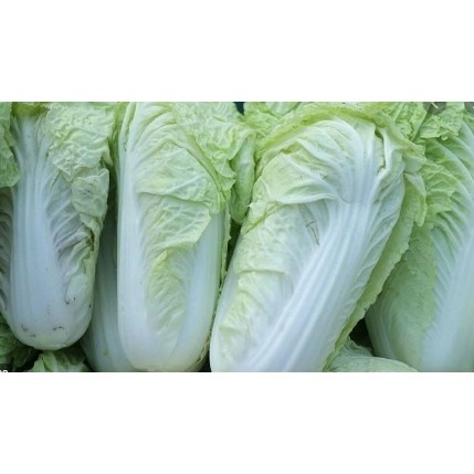 

Sawi Putih - 500 gram