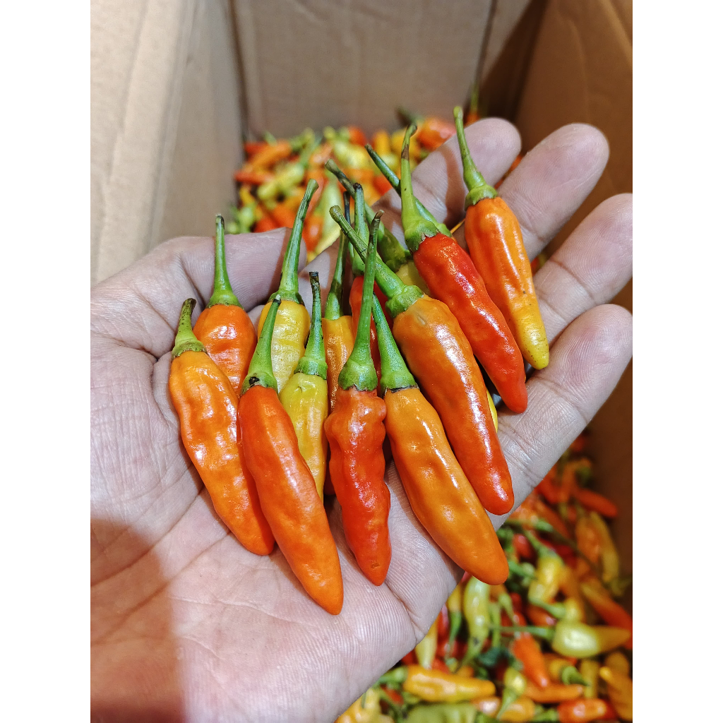 

cabai / cabe rawit merah 1/2kg cabe cabai rawit merah 500g cabai rawit merah 500gram
