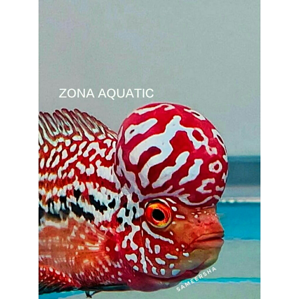 Zona Aquatic Red king kamfa f2 progresan