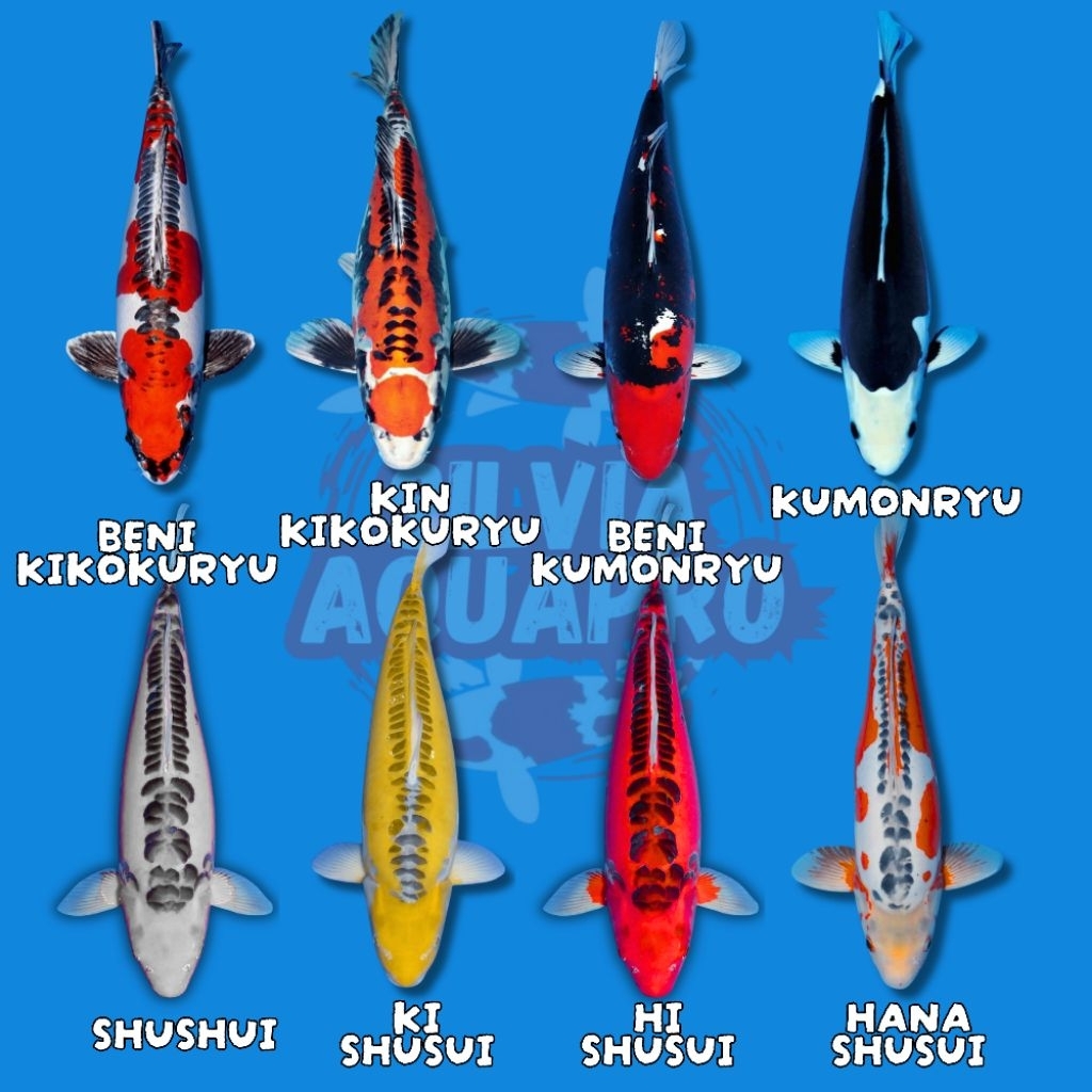 Hiasan Aquarium Dari Blitar Segala Jenis Ikan Koi 15-20cm