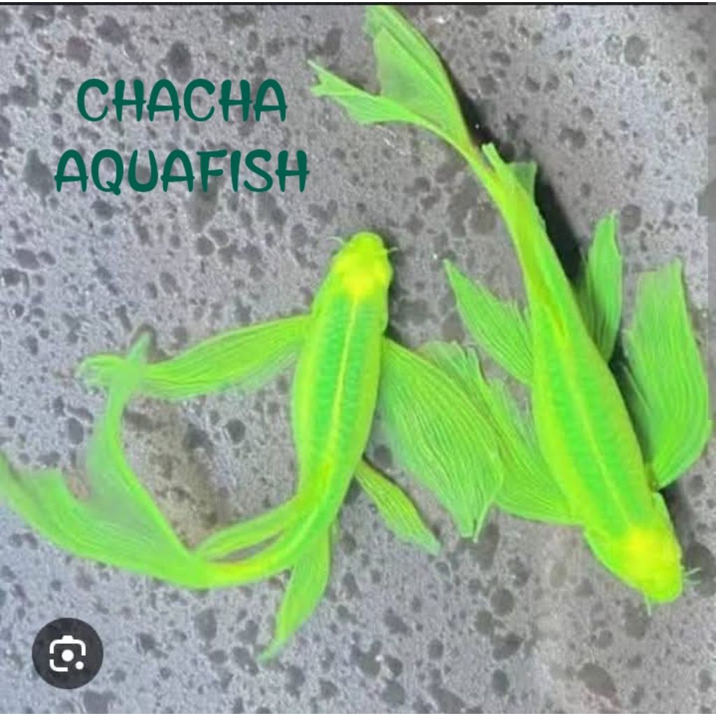 

Sticker Danio Slayer