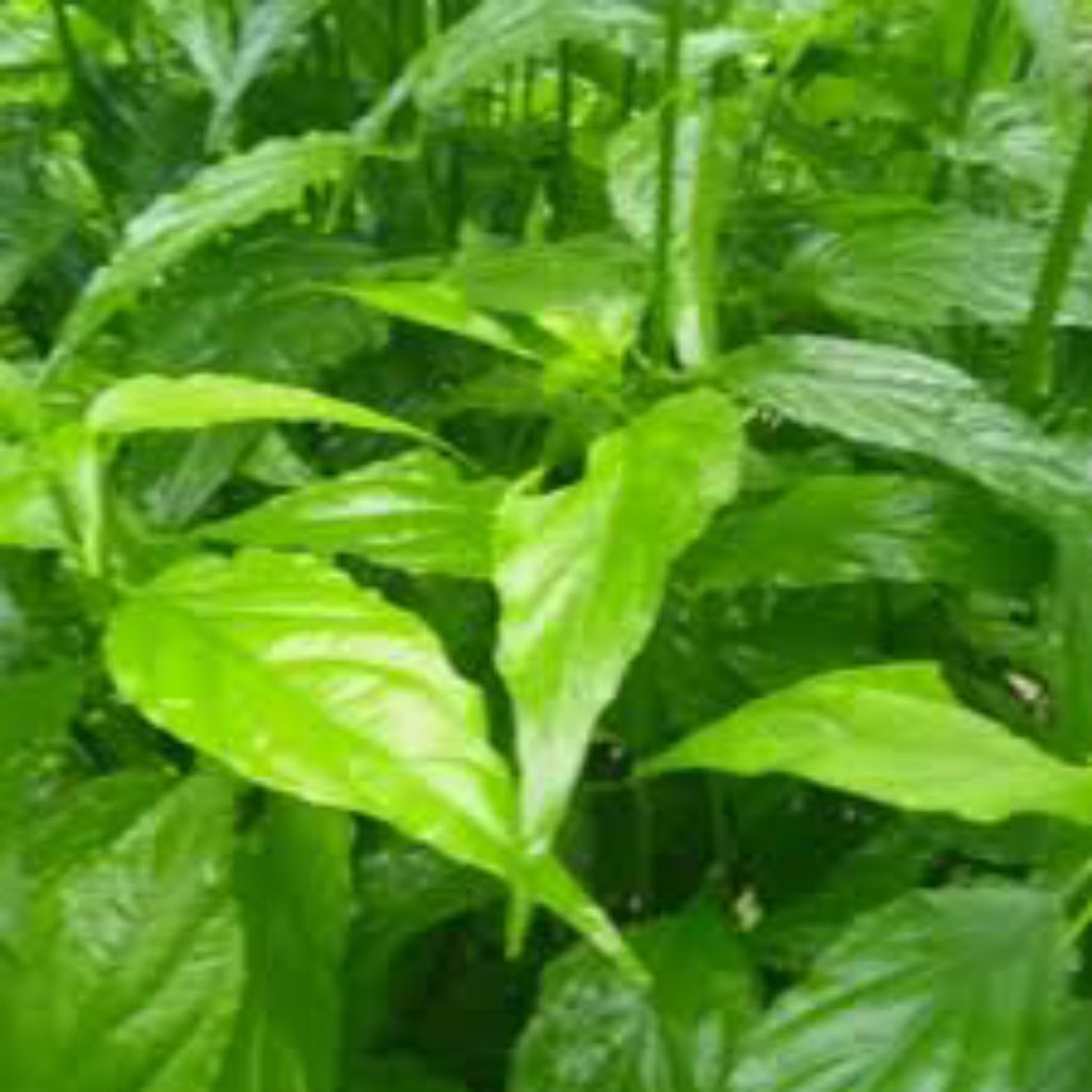 

daun kalingsir fresh 200 gr