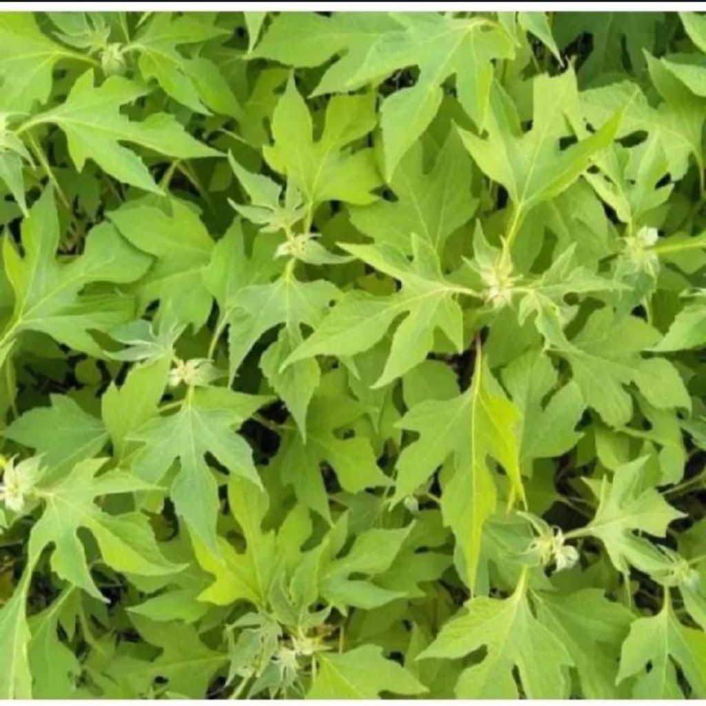 

Daun insulin/Kipahit segar 500g