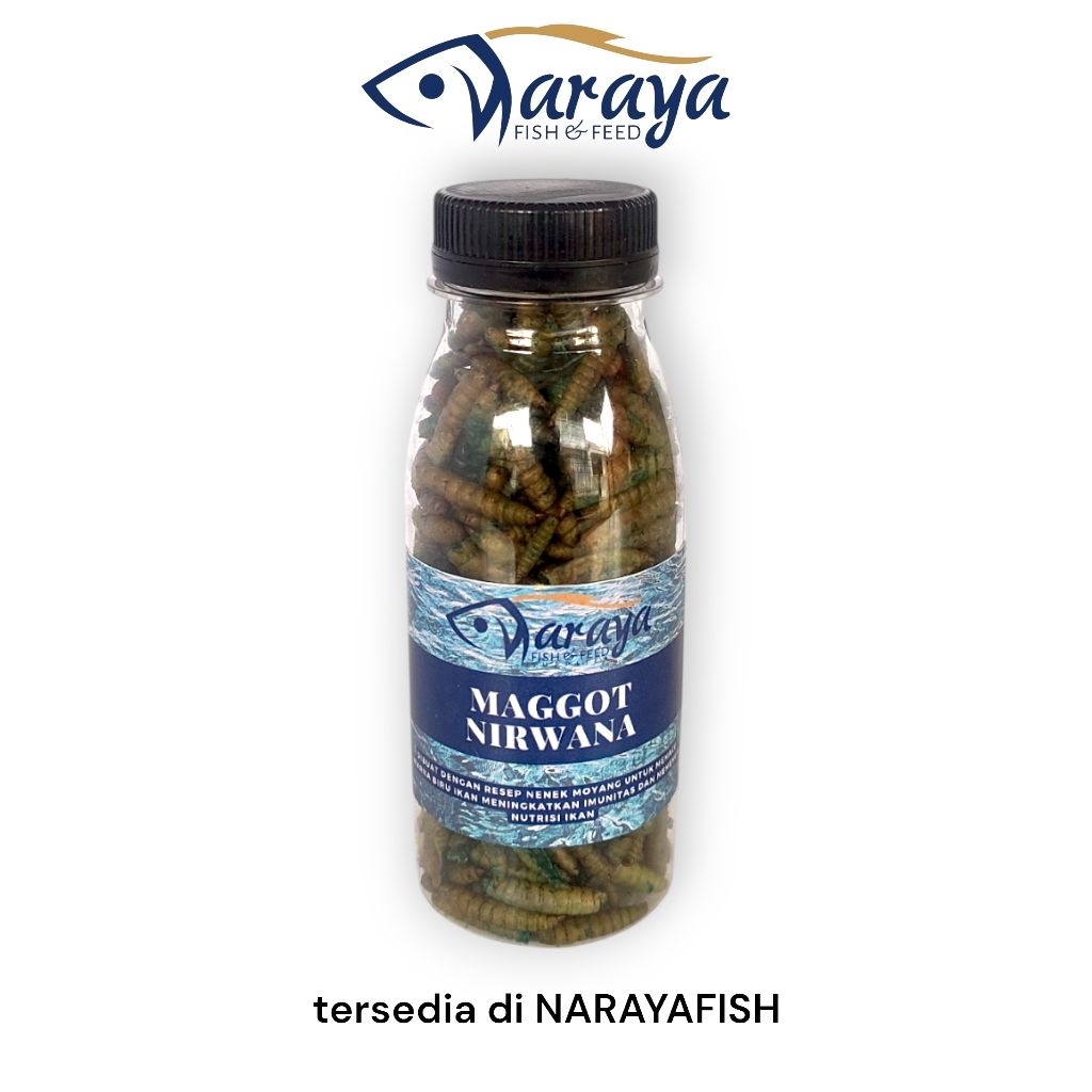 maggot biru maggot blue booster pakan ikan hias pakan ikan predator pakan ikan channa arwana oscar c
