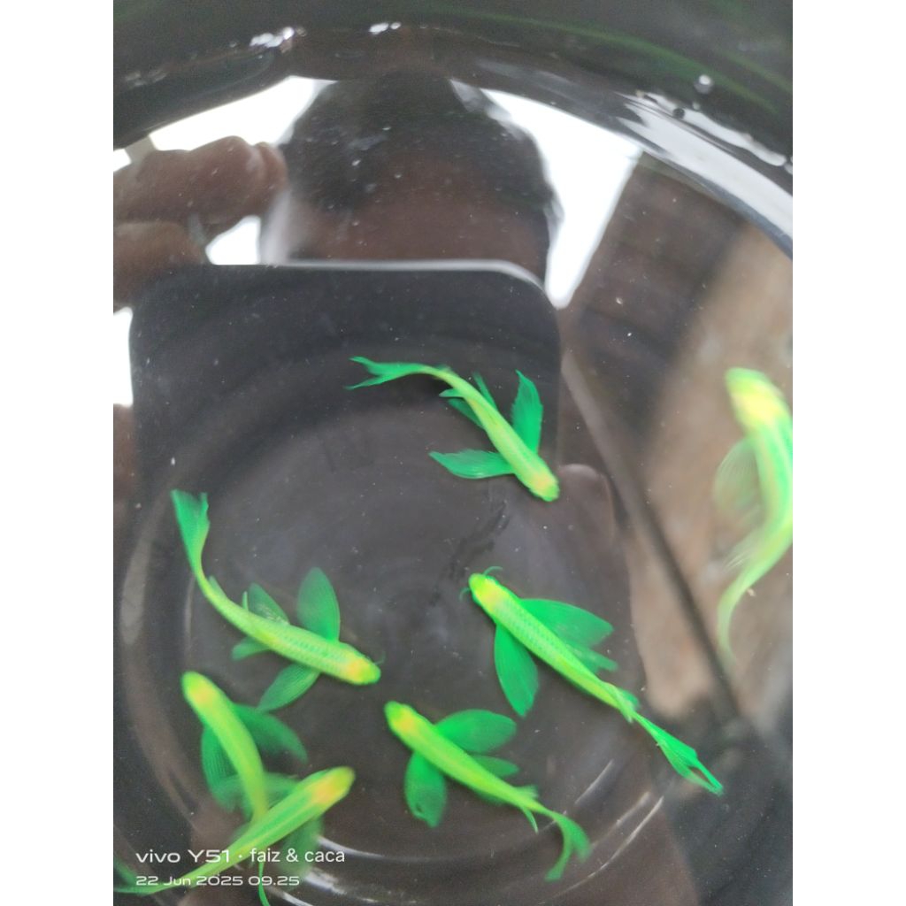 cair pembersihan pair danio green slayer proven