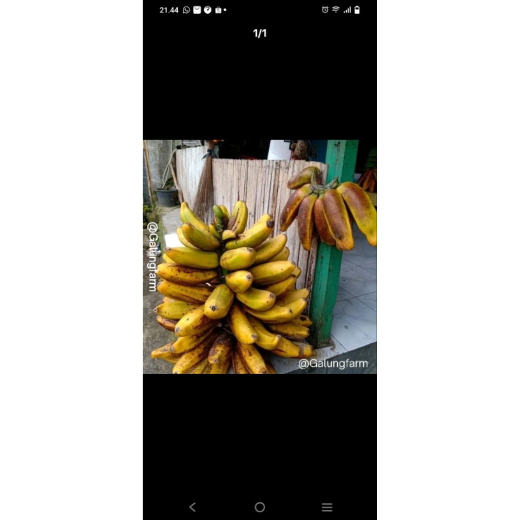 

Pisang rangkap atau pisang tongkat langit