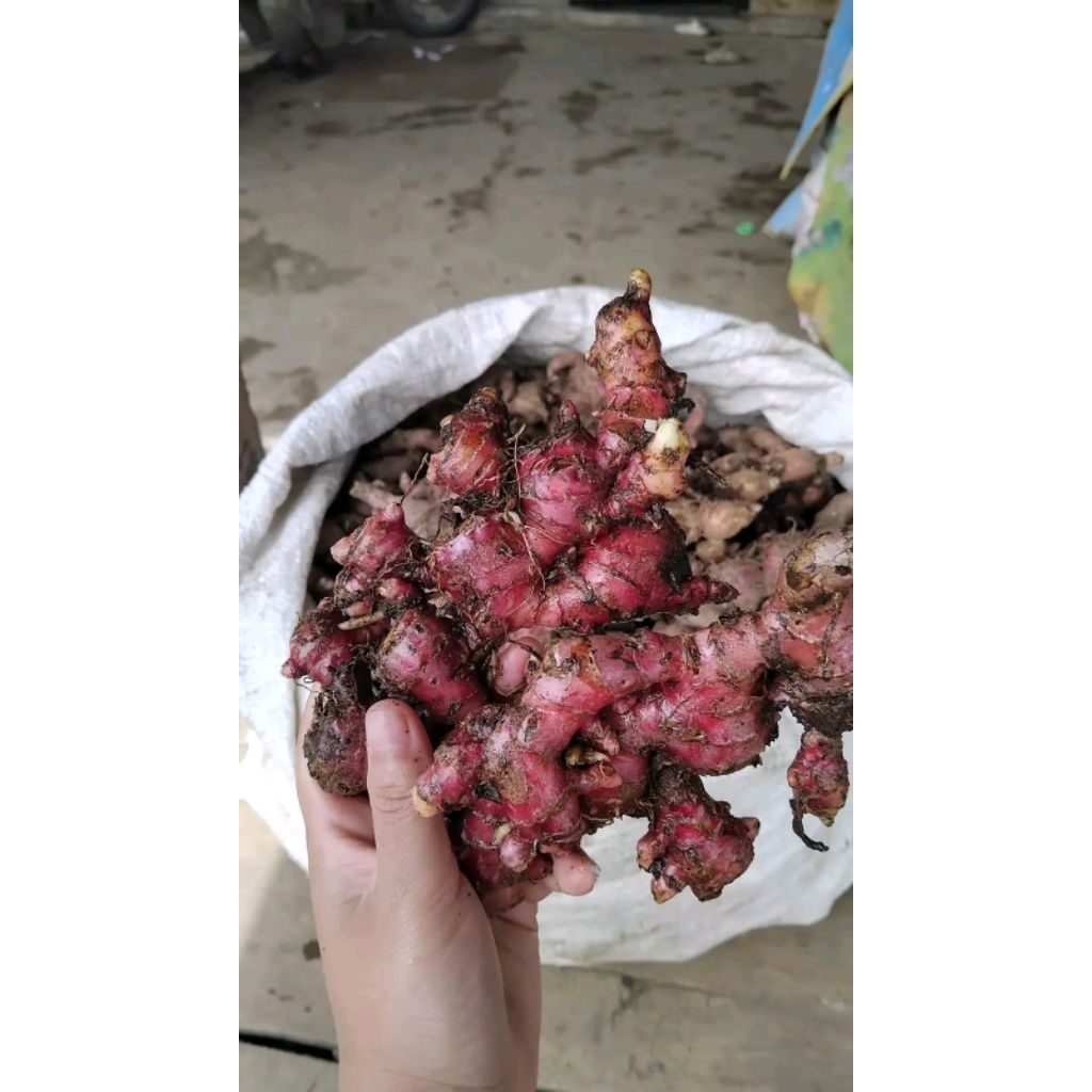 

1kg jahe merah segar fres herbal alami sudah di cuci