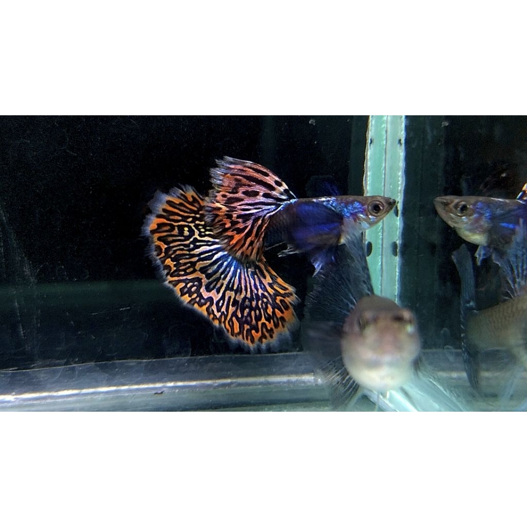 ikan hias guppy platinum red mozaik dumbo ear sepasang