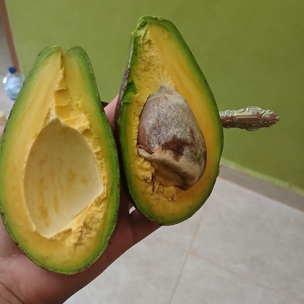 

ALPUKAT MENTEGA SUMBAR