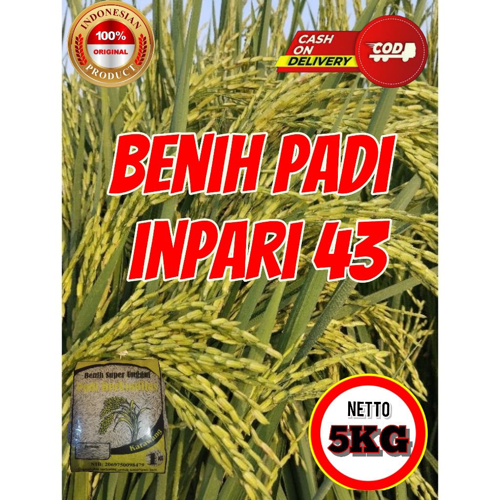 BENIH PADI SUPER INPARI 43 KEMASAN 5KG. padi unggulan petani.