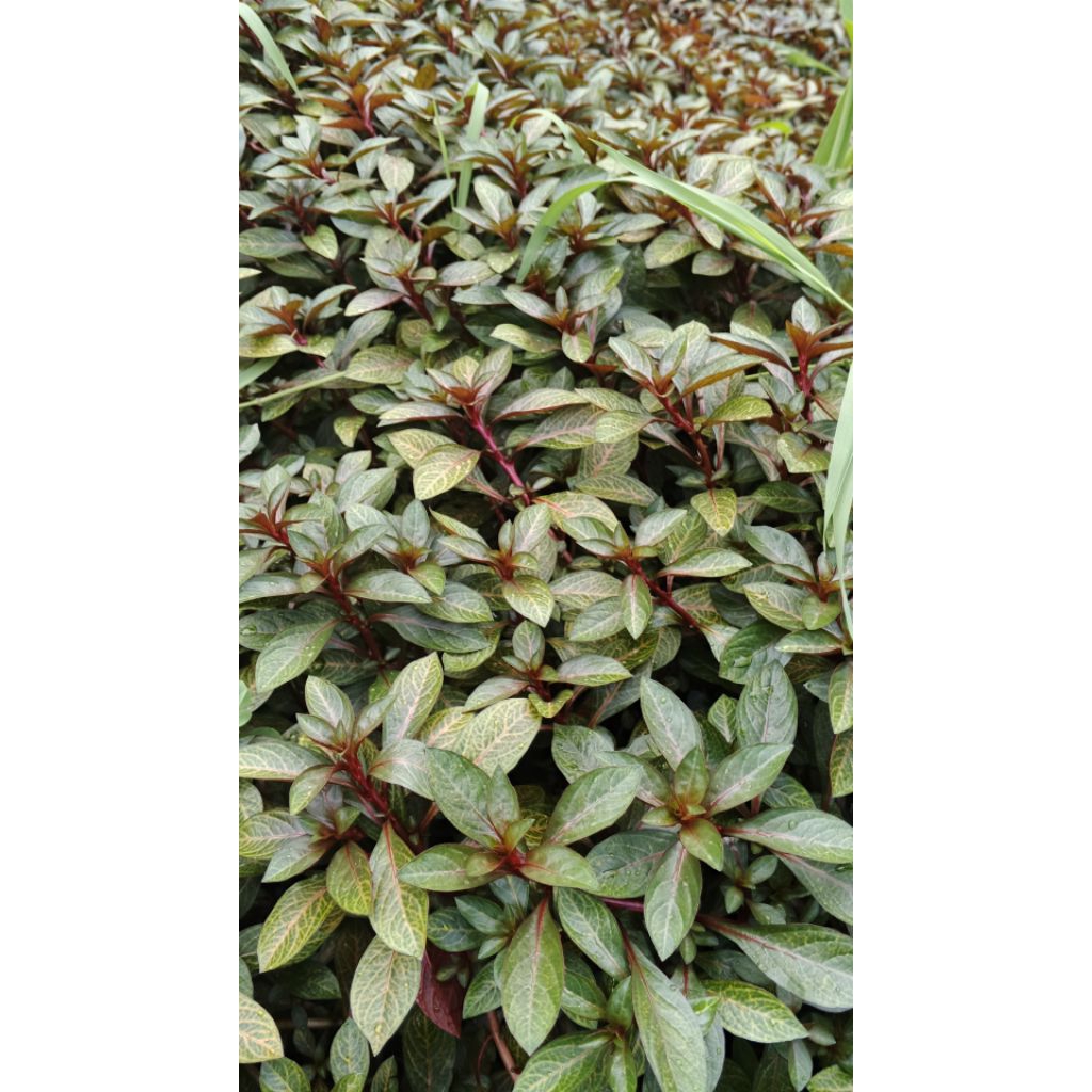 lugia Atlantis 20 batang Aquascape