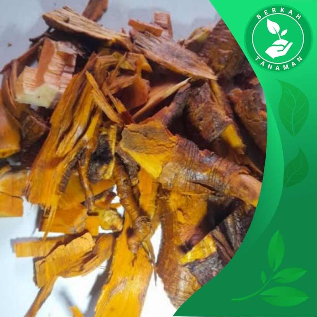 

Akar Pohon Mengkudu Pewarna Alami dan Bahan Jamu 1kg