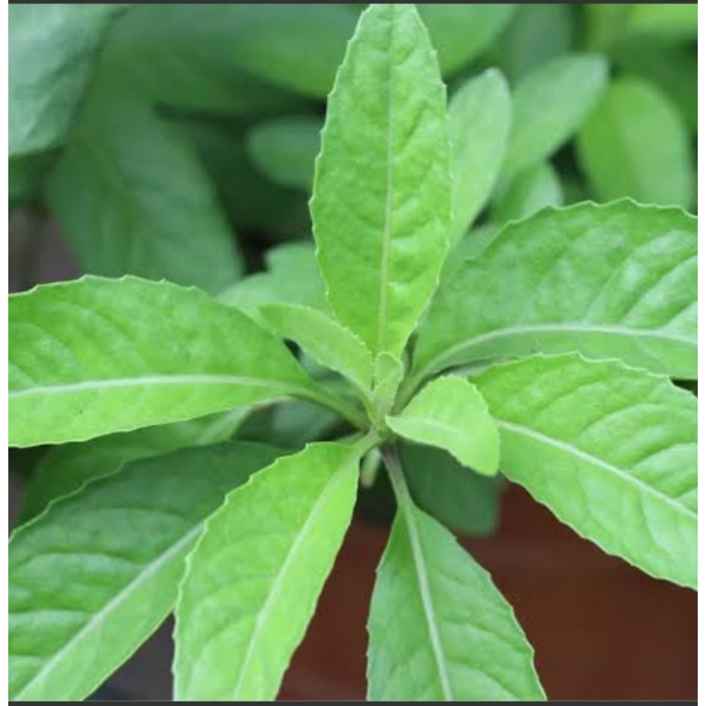 

DAUN DEWA SEGAR BERKUALITAS 100 GRAM