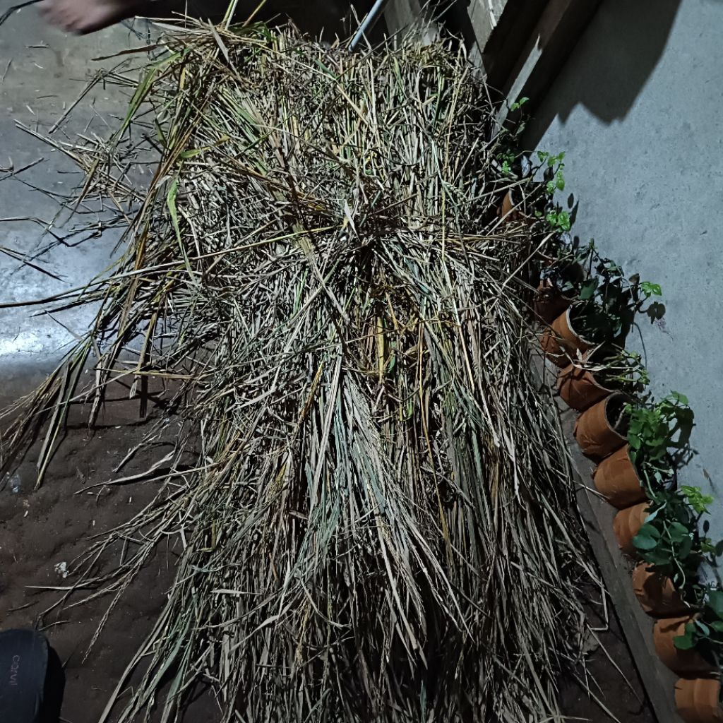 Jerami padi kering 1kg