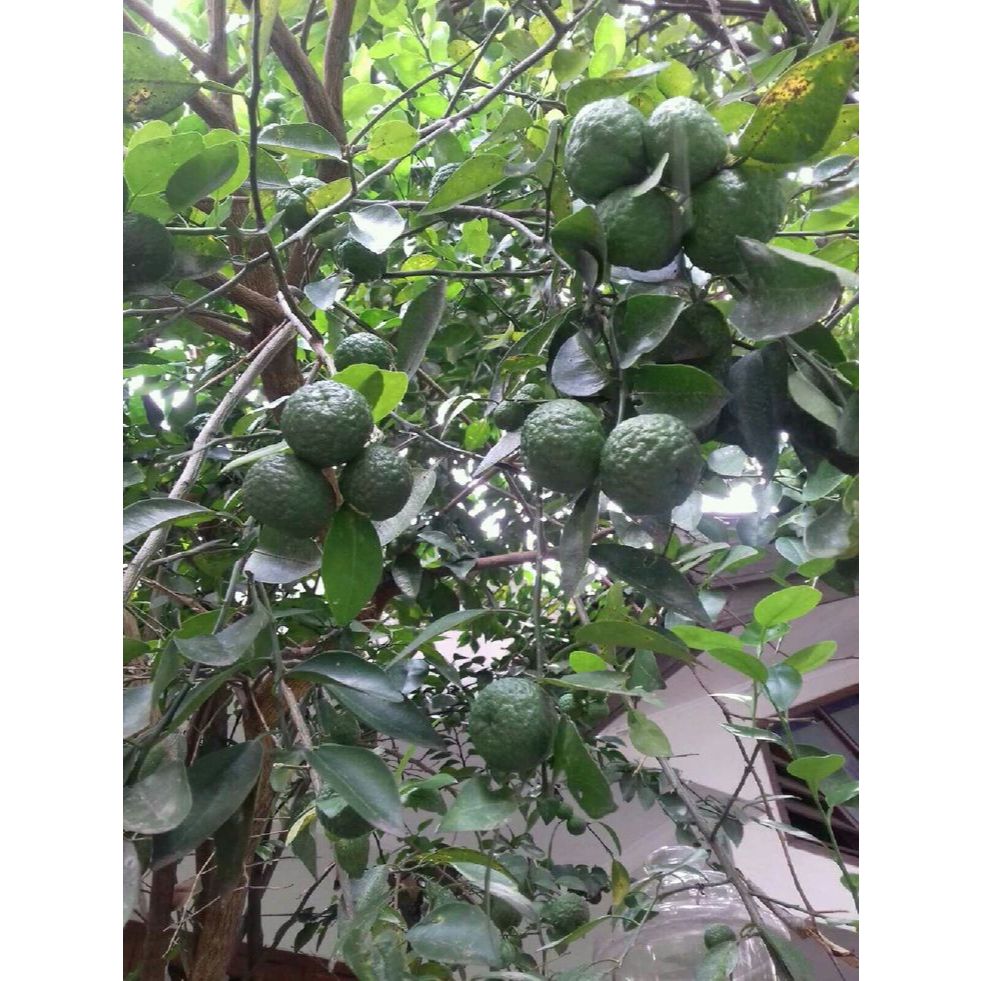 

1KG JERUK LIMAU / JERUK SAMBAL — FRESH & WANGI, LANGSUNG DARI KEBUN!