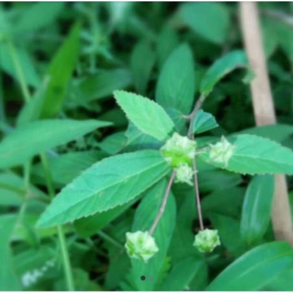 

DAUN SIDUGIRI OBAT HERBAL 200 GRAM